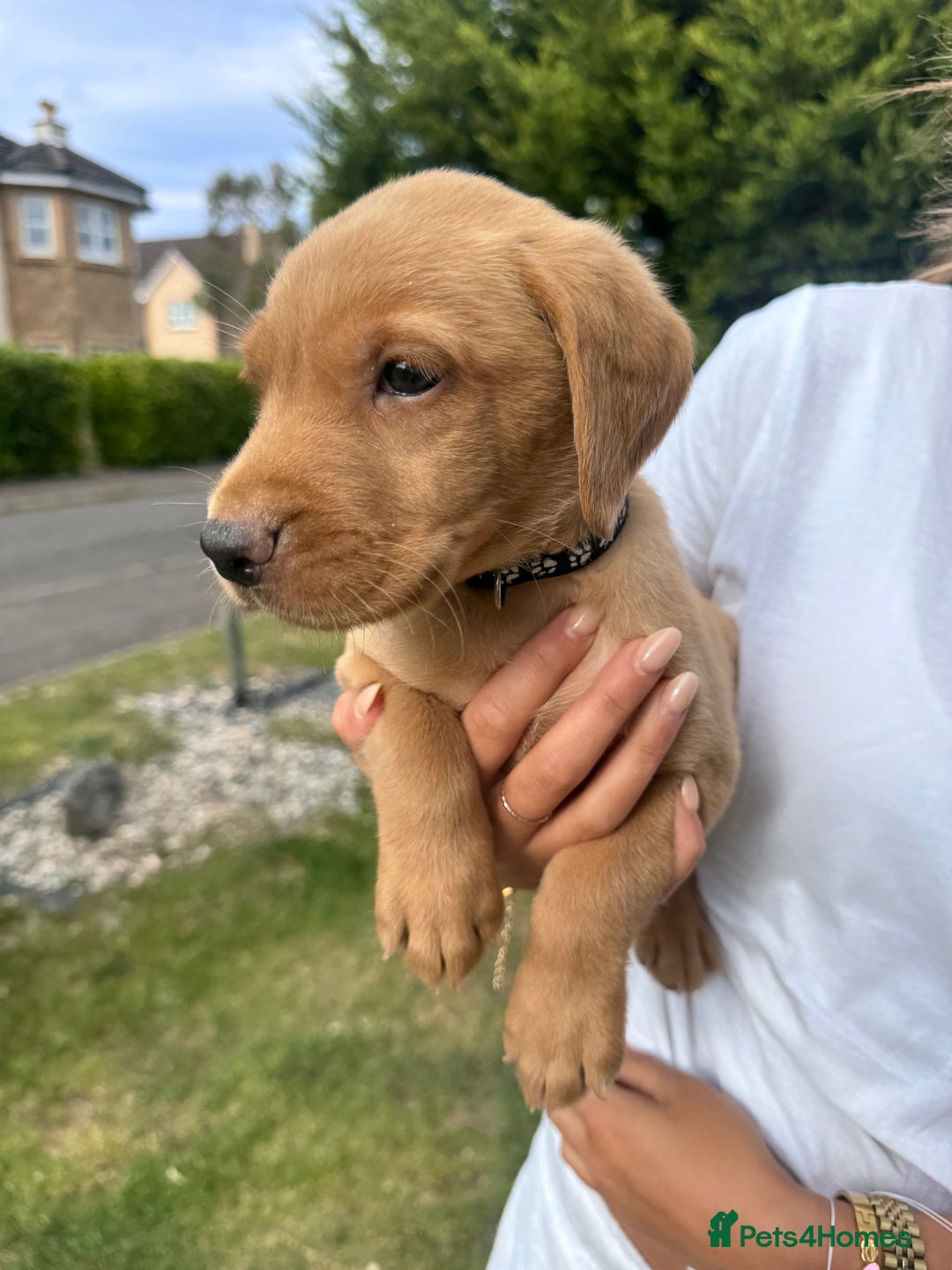 Labrador Retriever dogs for sale: Fox Red Labrador Puppies  - Image 14