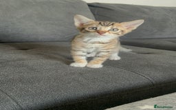 Mixed Breed cats for sale: Stunning Bengal Kittens - Advert 4