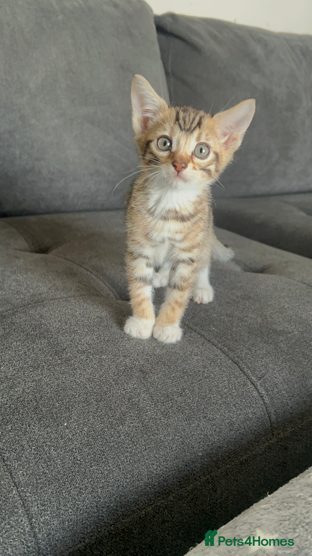 Mixed Breed cats for sale: Stunning Bengal Kittens - Advert 4