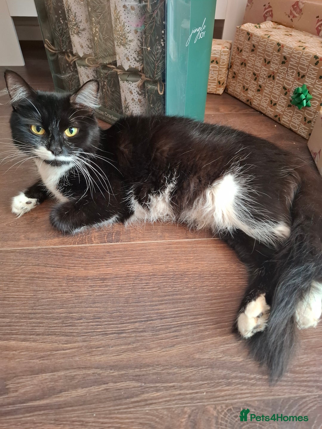 Mixed Breed cats for sale: Tabby/British short hair - Advert 2