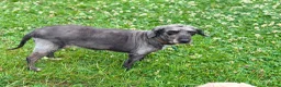 Jackapoo dogs for sale: Jackapoo Poodle x Jack Russell F1  in Clitheroe - Advert 4