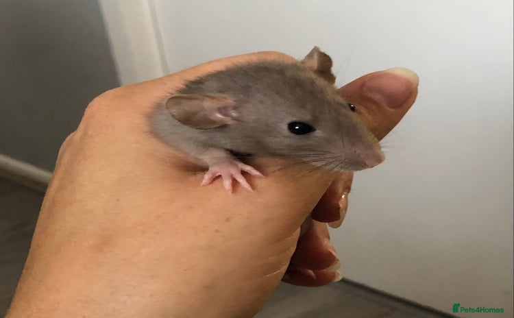 Rat rodents - Advert 1