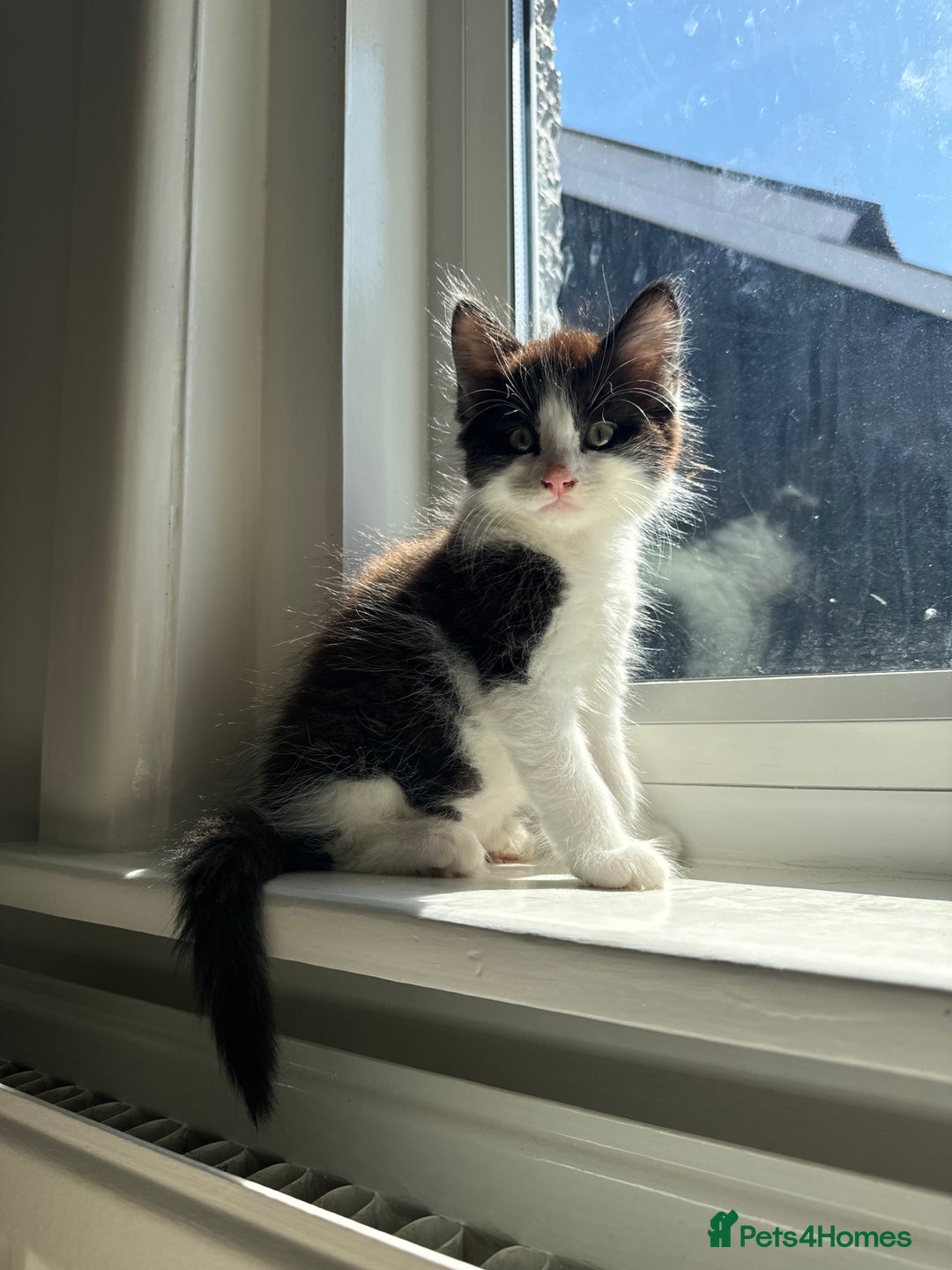 British Longhair cats for sale: Male black and white long hair kitten  - Image 3