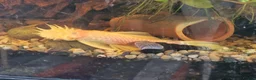 Plecos fish for sale: Male bristlenose plecs in Tadley - Advert 3