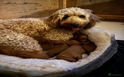 Cockapoo dogs for sale: F1 Cockapoo puppies  - Image 4