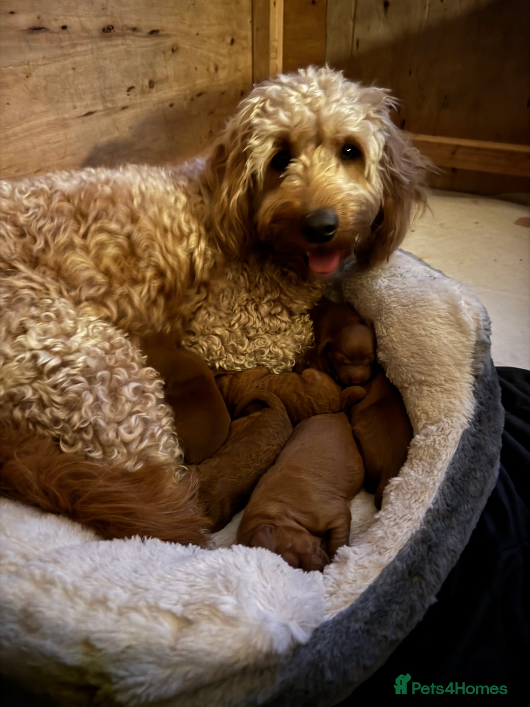 Cockapoo dogs for sale: F1 Cockapoo puppies  - Image 4