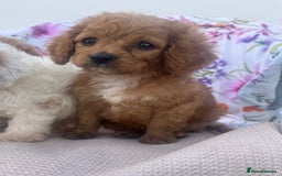 Cavapoo dogs for sale: Cavapoo puppies - Image 2