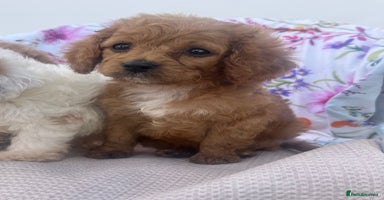 Cavapoo dogs - Advert 8