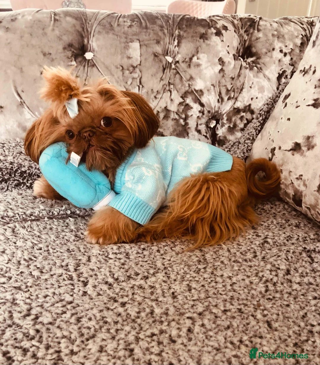 Shih Tzu dogs for stud: Tiger orange imperial shih tzu  in Basildon - Advert 4