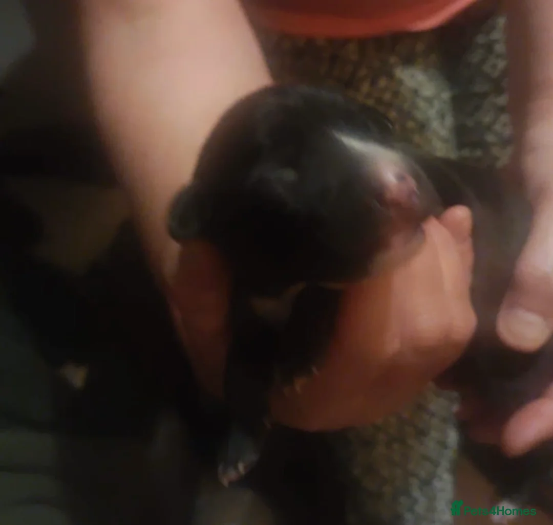 Mixed Breed dogs for sale: Bedlington whippet puppies  in Winchester - Advert 2