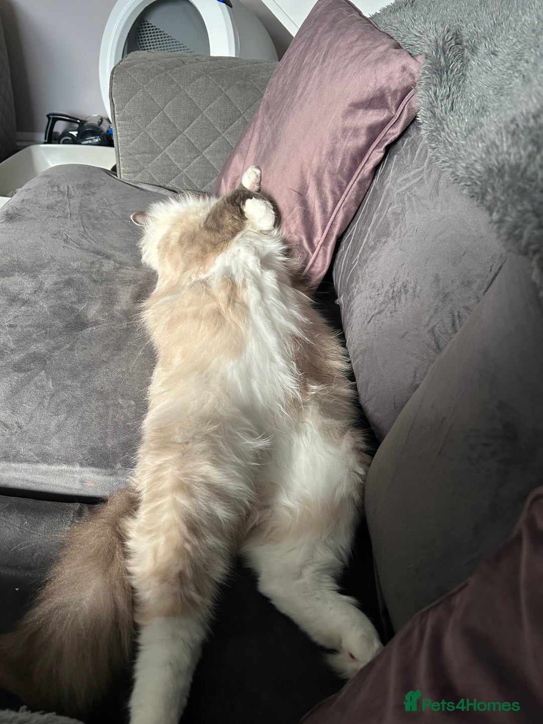 Ragdoll cats for sale: 2 yr old neutered blue mitted ragdoll - Image 5