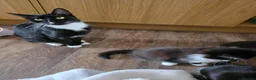 Mixed Breed cats for sale: 5 Adorable 3-Month-Old Kittens Need Loving Homes - Advert 17