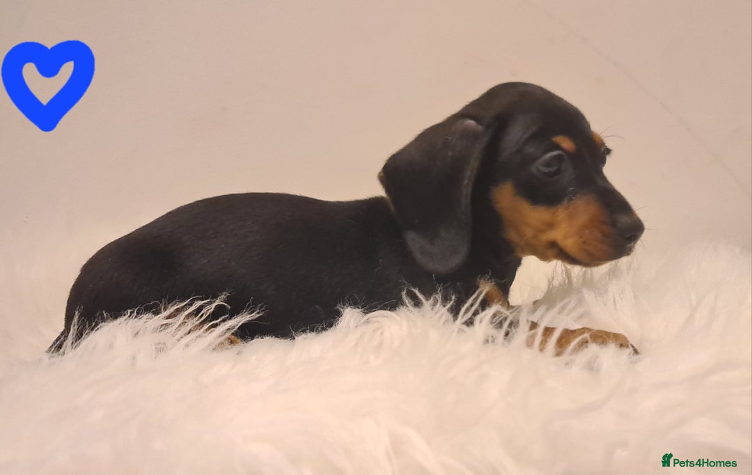 Miniature Dachshund dogs for sale: KC Daxi's health tested parents.READY - Image 29