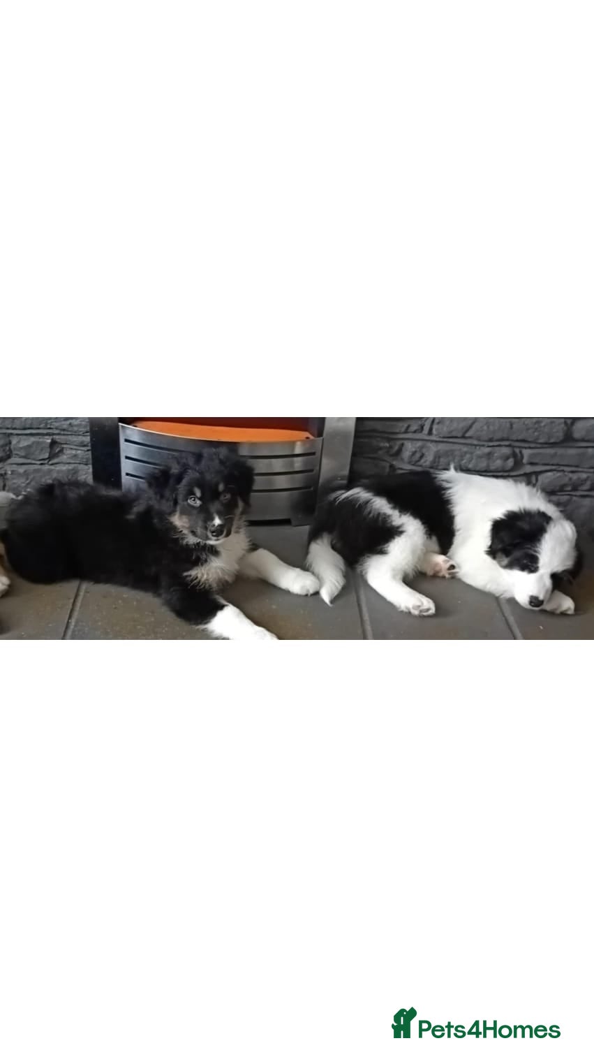 Australian Shepherd dogs Australian shepherd puppies  - Advert 10