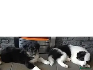 Australian Shepherd dogs Australian shepherd puppies - Advert 10