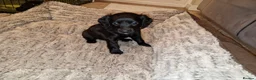 Sproodle dogs for sale: Sproodle f1b puppies - Advert 16