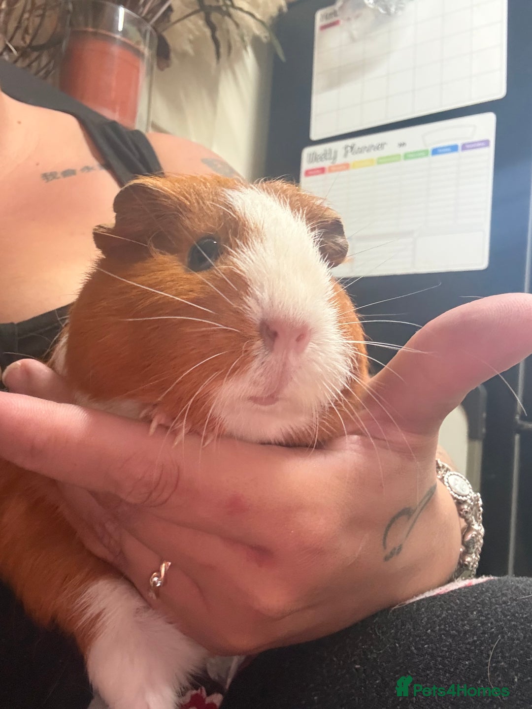 Guinea Pig rodents for sale: Guinea pig babies  - Image 7