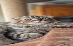Scottish Fold cats for sale: 2 boys left! TICA registered Scottish Fold - Image 5