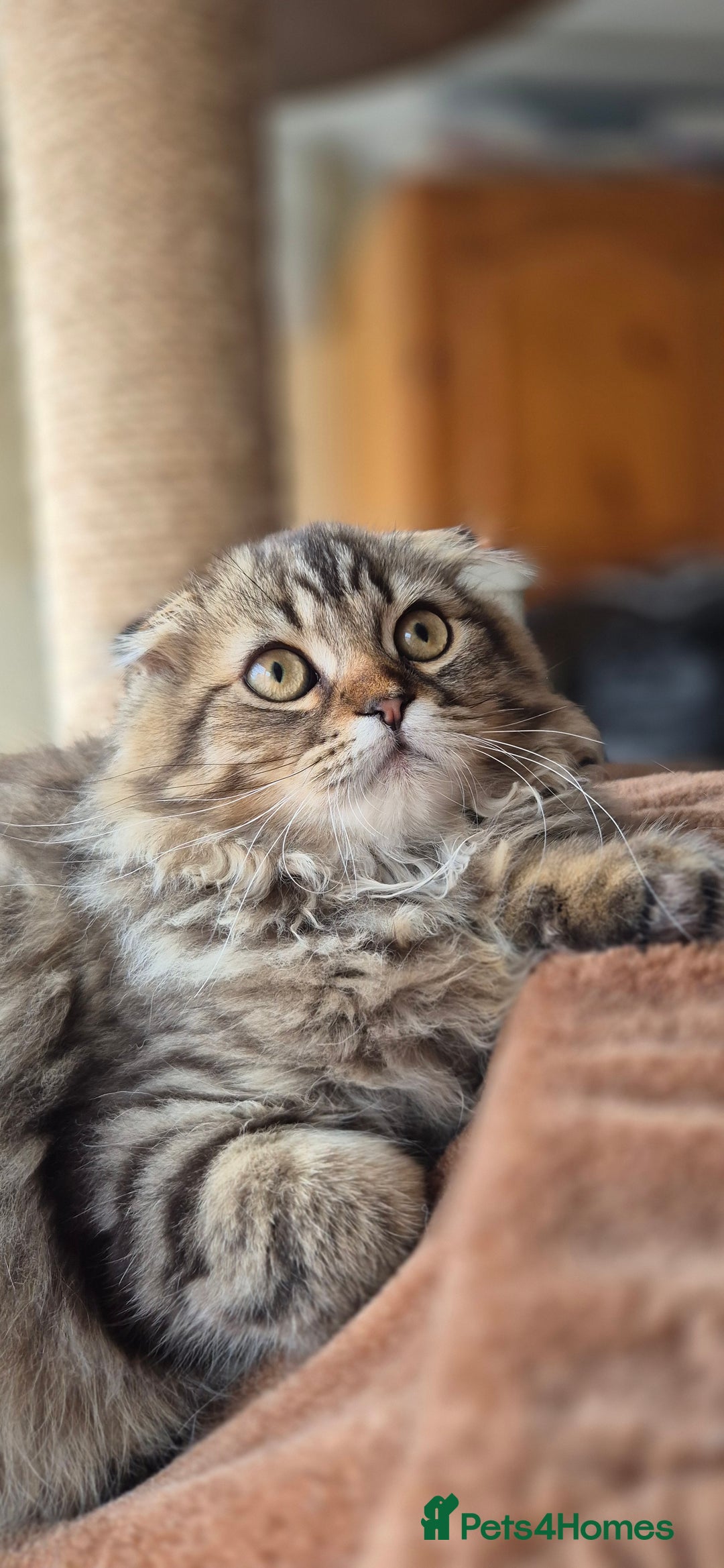 Scottish Fold cats for sale: 2 boys left! TICA registered Scottish Fold - Image 5