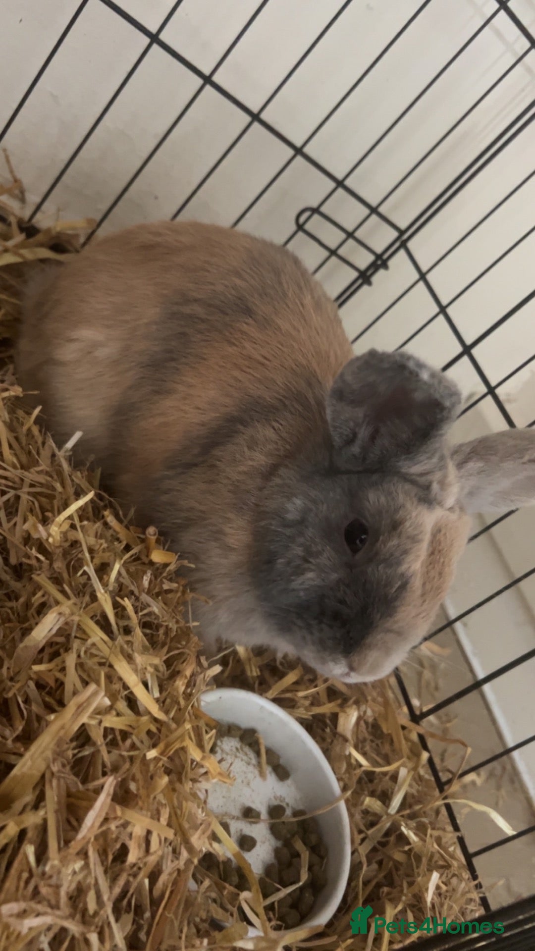 English rabbits Rabbit  - Advert 1