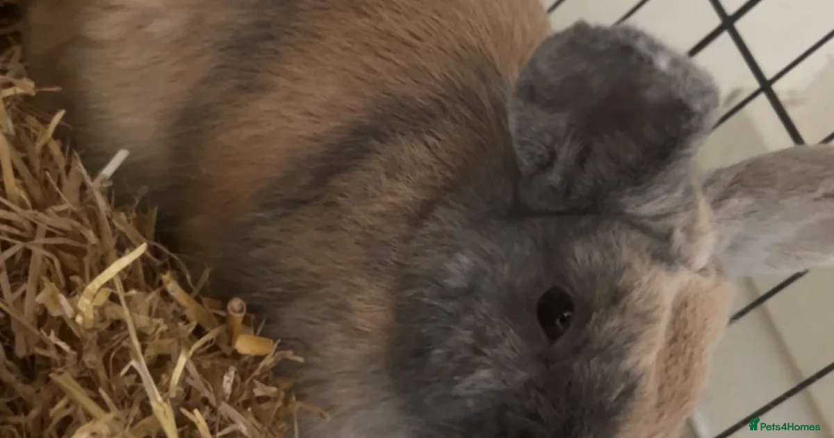 Excellent Rabbit English Rabbits for Sale for sale | Pets4Homes