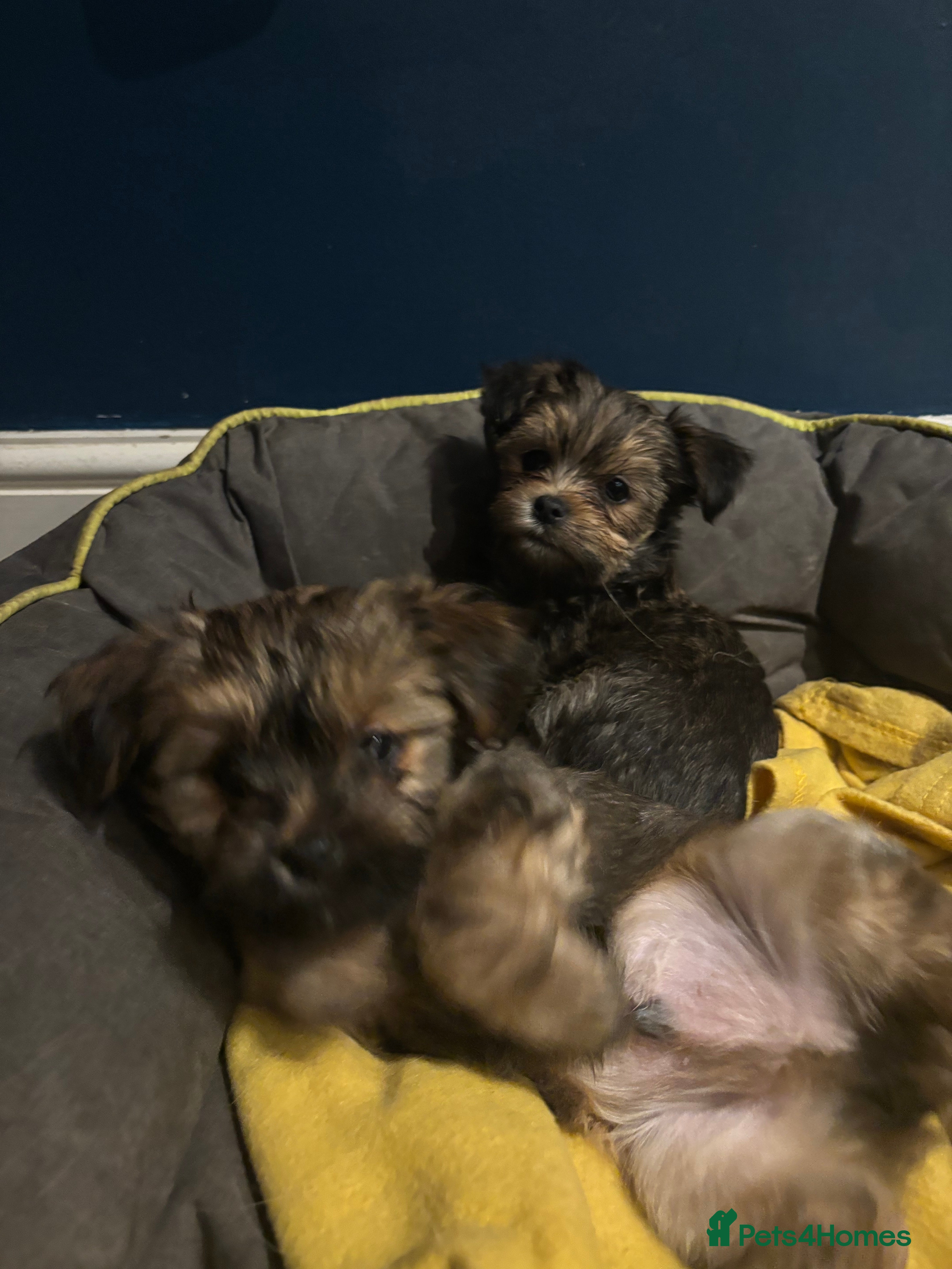 Mixed Breed dogs Lhasa x yorkie  - Advert 15