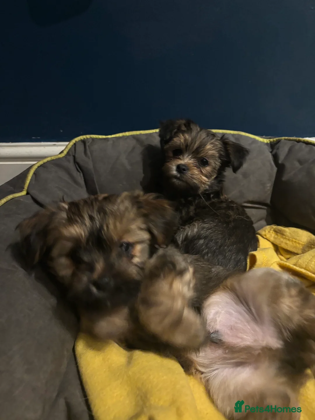 Mixed Breed dogs for sale: Lhasa x yorkie  - Advert 1