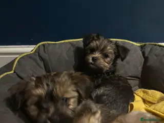 Mixed Breed dogs Lhasa x yorkie - Advert 15