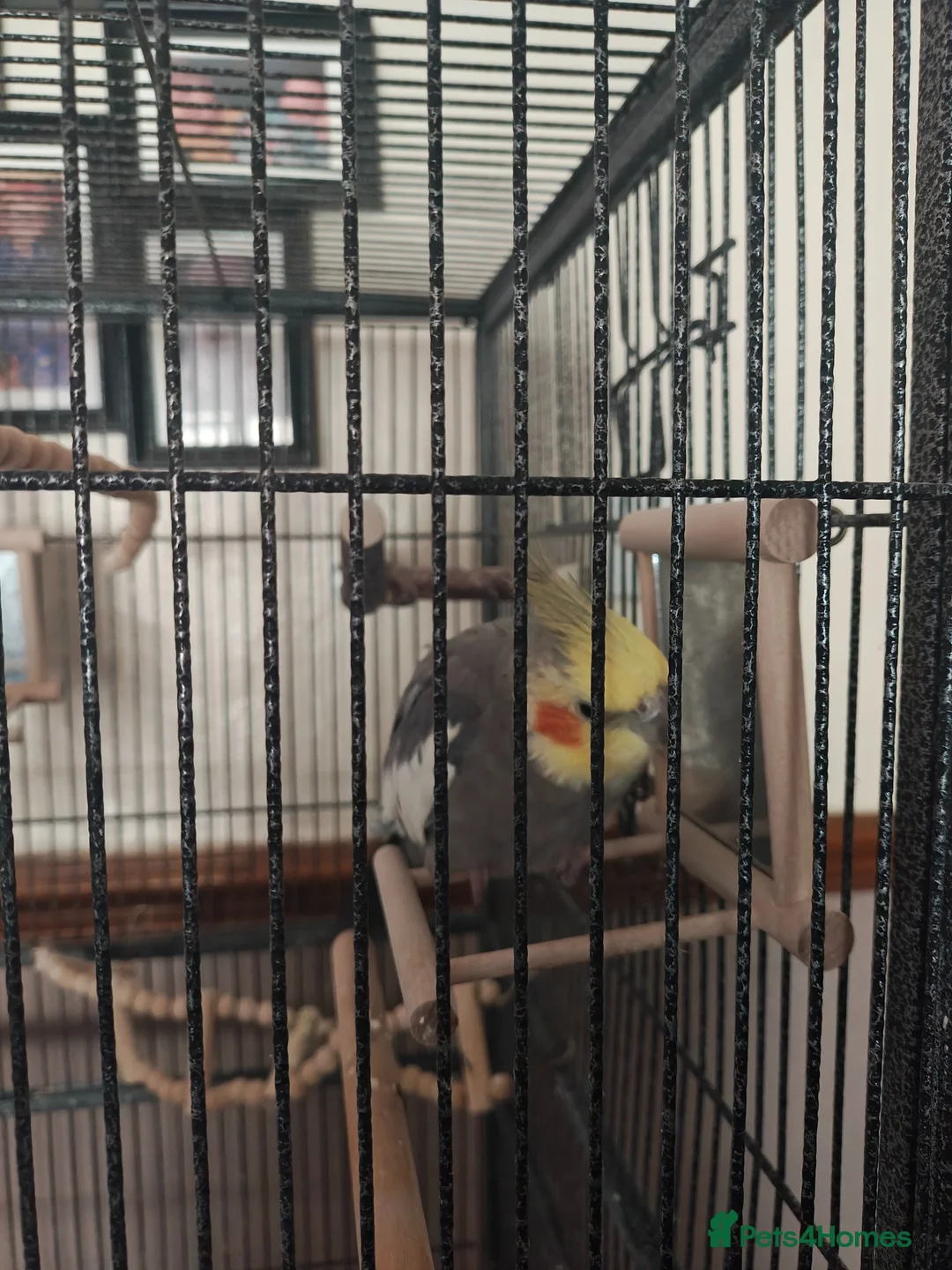 Cockatiels birds for sale: 2 cockatiels for sale with cage. in Stanley - Advert 2