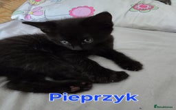 Domestic Shorthair cats for sale: Cute kittens for new home - Image 20