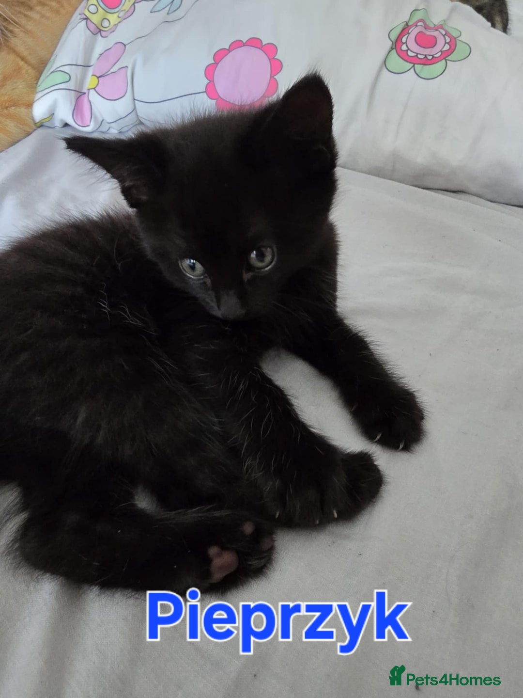 Domestic Shorthair cats for sale: Cute kittens for new home - Image 20