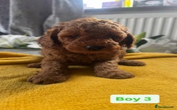 Miniature Poodle dogs for sale: Beautiful red miniature poodle KC Registered  - Image 9