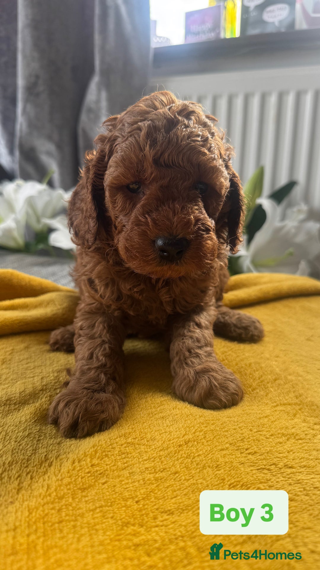 Miniature Poodle dogs for sale: Beautiful red miniature poodle KC Registered  - Image 9