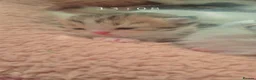 Persian cats for sale: 5 female Kitten for sale in Manchester - Advert 8