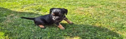 Border Terrier dogs for sale: KC Reg. Blue & Tan Border Terrier Puppy For Sale in Maidstone - Advert 11