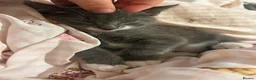 Mixed Breed cats for sale: Family kittens for sale  in Billingshurst - Advert 4