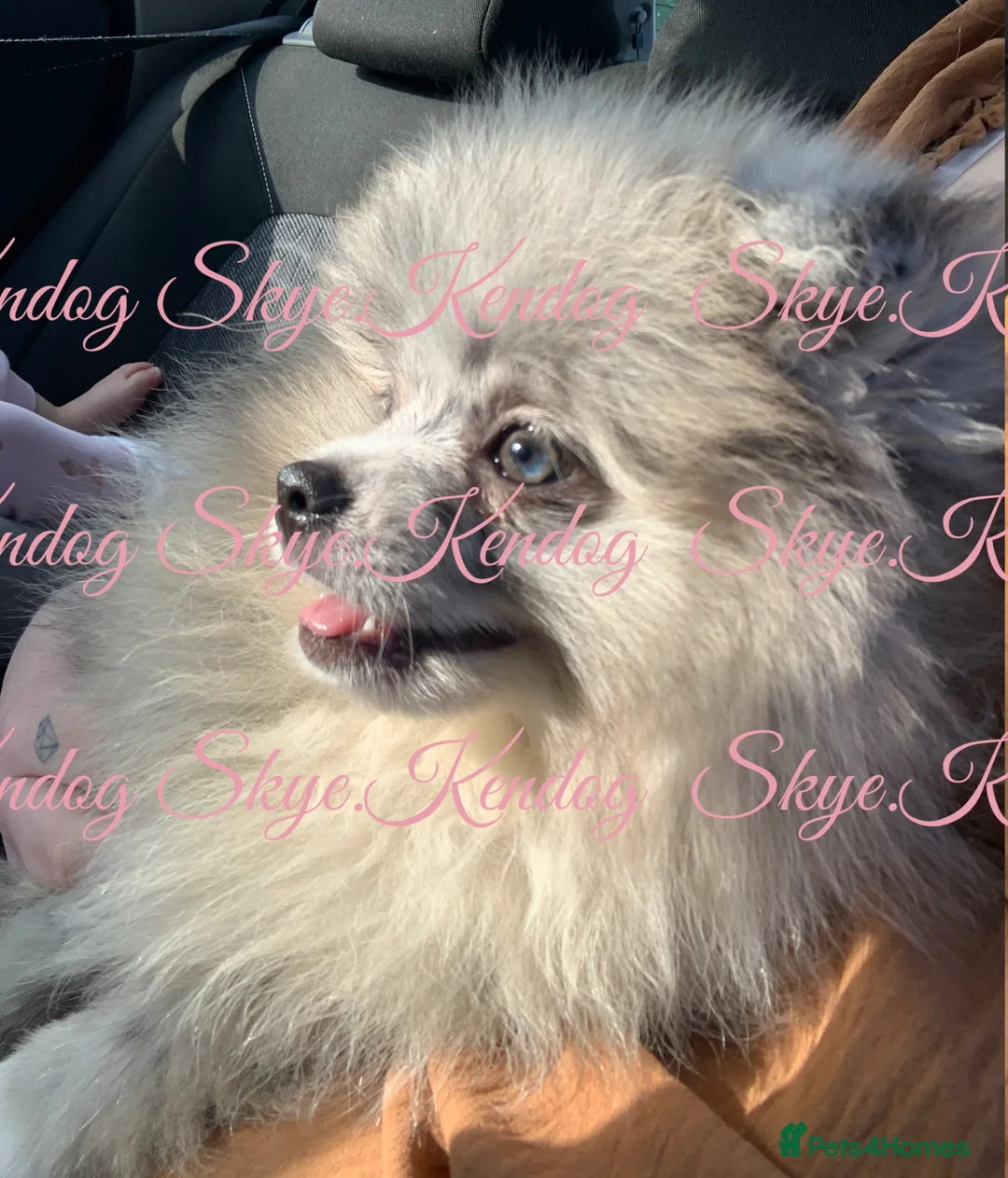 Pomeranian dogs for stud: KCREG BLUE MERLE TEDYBEAR POMERANIAN HETEROCHROMIA in Barnsley - Advert 9