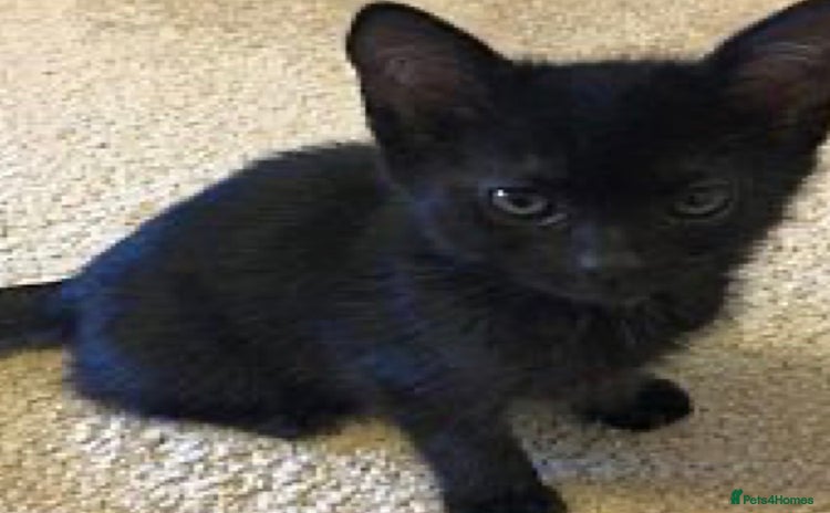 Mixed Breed cats  kitten  available  - Advert 1