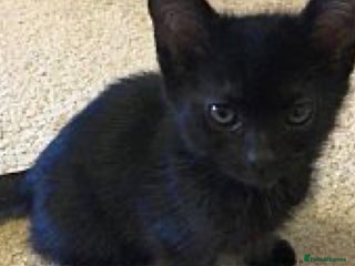Mixed Breed cats kitten available - Advert 1