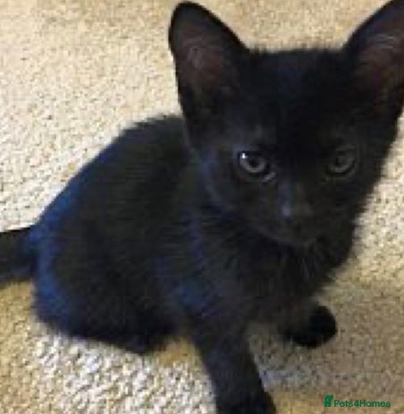 Mixed Breed cats kitten available - Advert 1