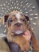 English Bulldog dogs Kc british bulldogs - Advert 2