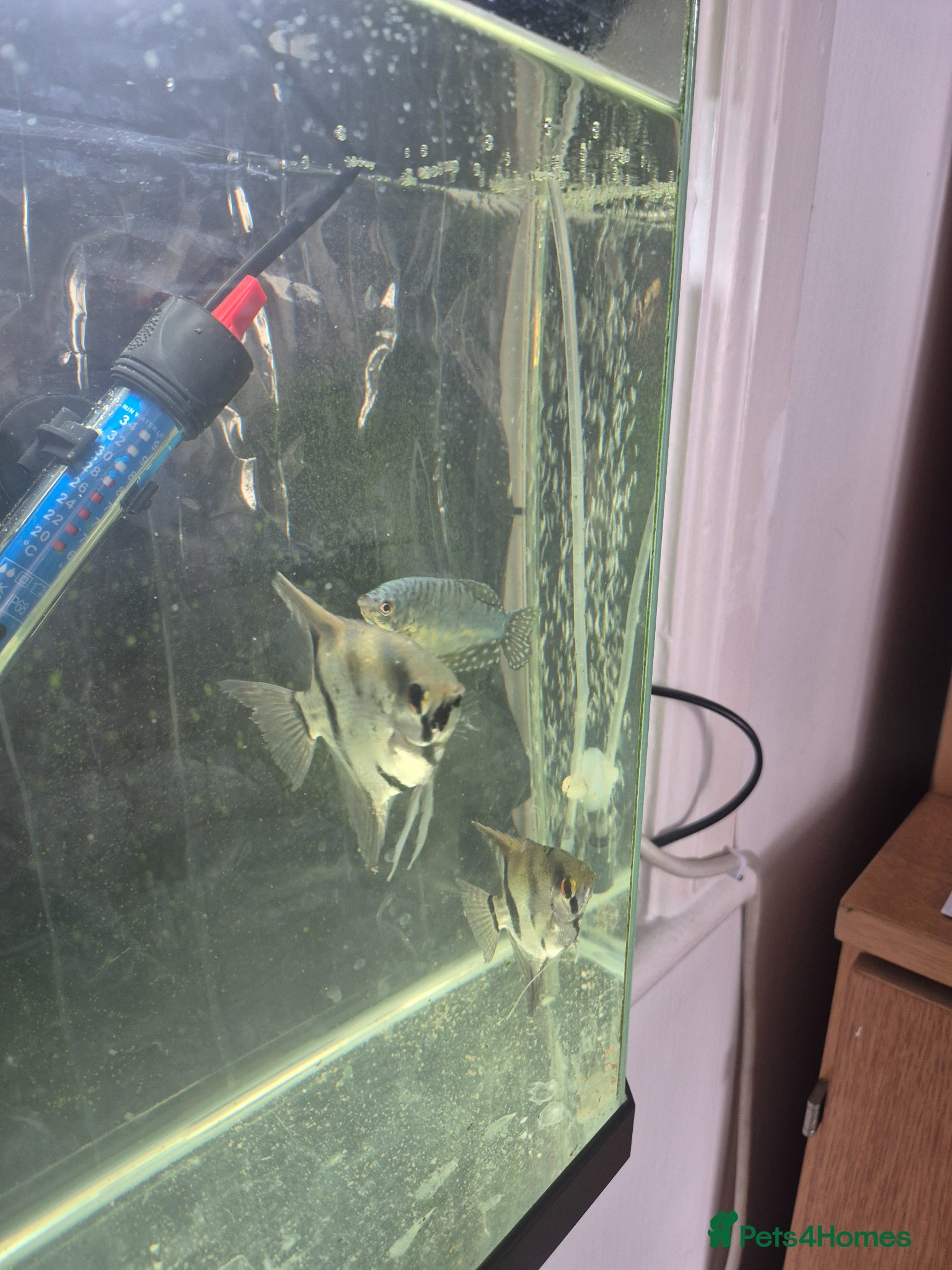 Angelfish fish for sale: Angelfish and gourami - Advert 1