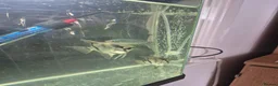 Angelfish fish for sale: Angelfish and gourami - Advert 1
