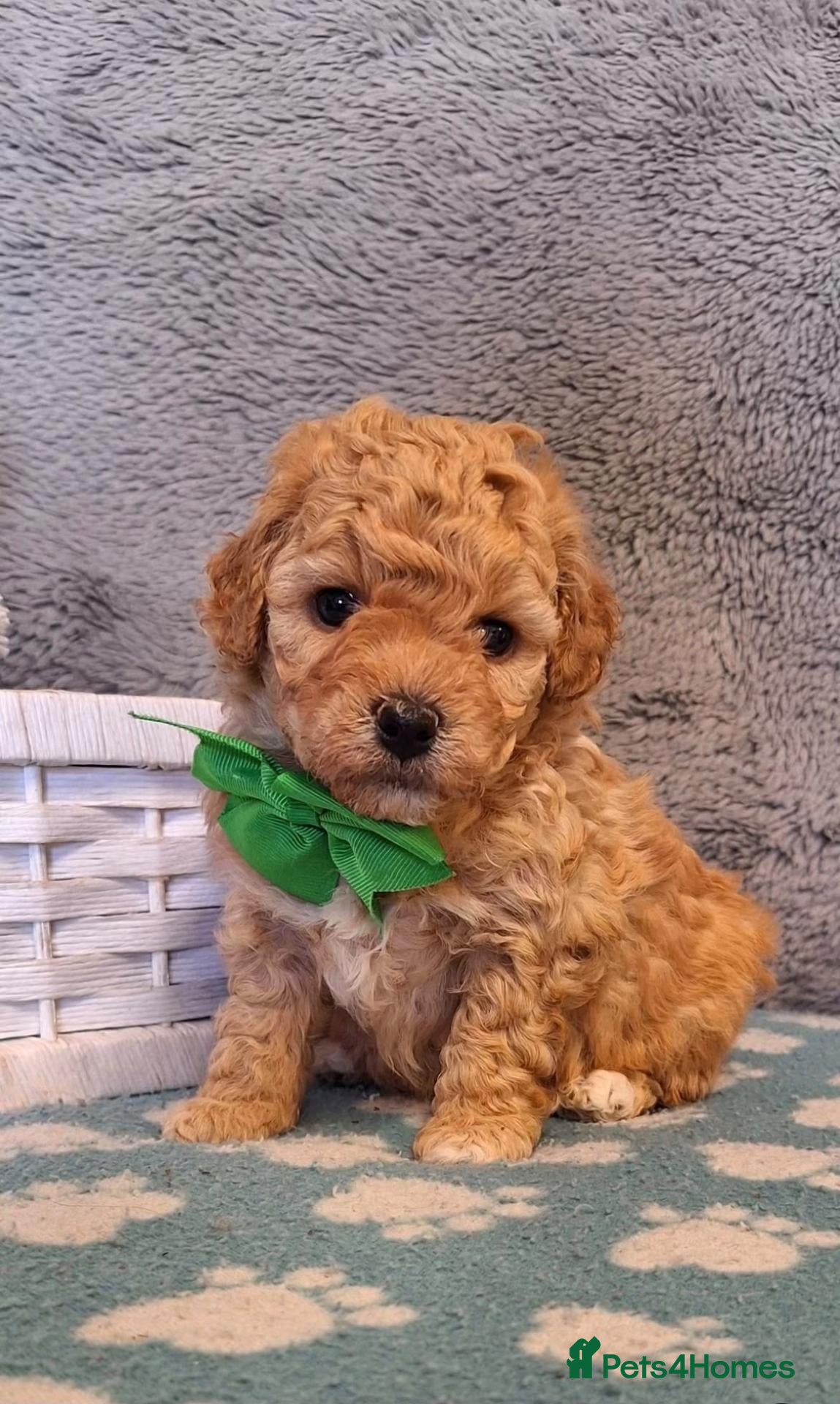 Cavapoochon dogs Gorgeous Health tested F1 Cavapoochon pups - Advert 6