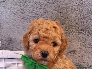 Cavapoochon dogs Gorgeous Health tested F1 Cavapoochon pups - Advert 6