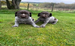 German Wirehaired Pointer dogs for sale: German wiredhaired pointers  - Image 5