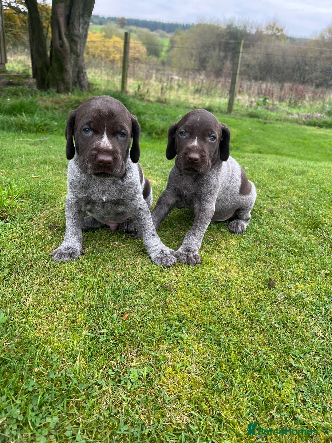 German Wirehaired Pointer dogs for sale: German wiredhaired pointers  - Image 5