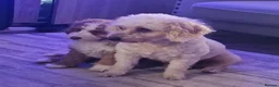 Cockapoo dogs for sale: Fox red cockapoo puppies in Wisbech - Advert 6