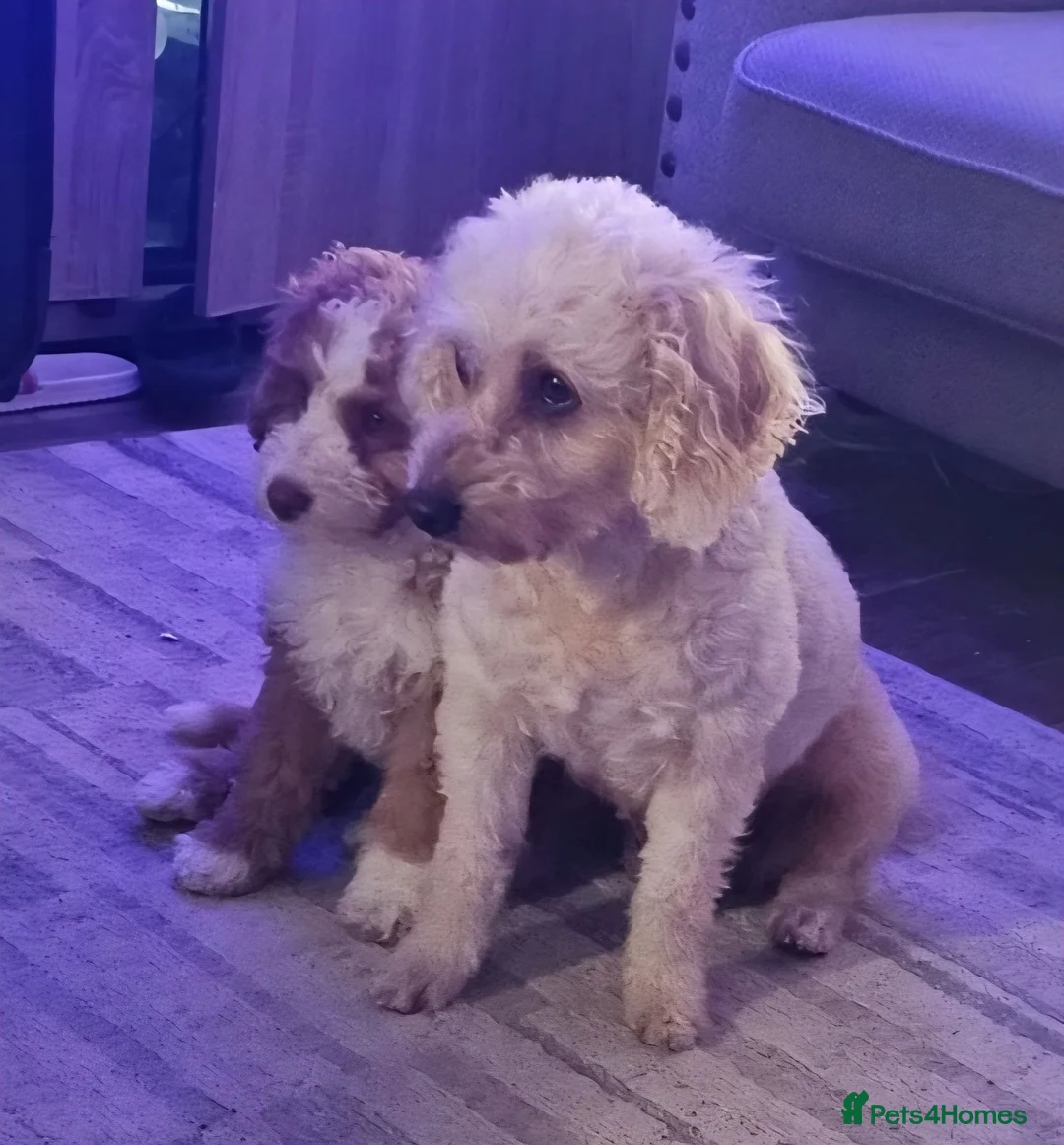 Cockapoo dogs for sale: Fox red cockapoo puppies in Wisbech - Advert 6