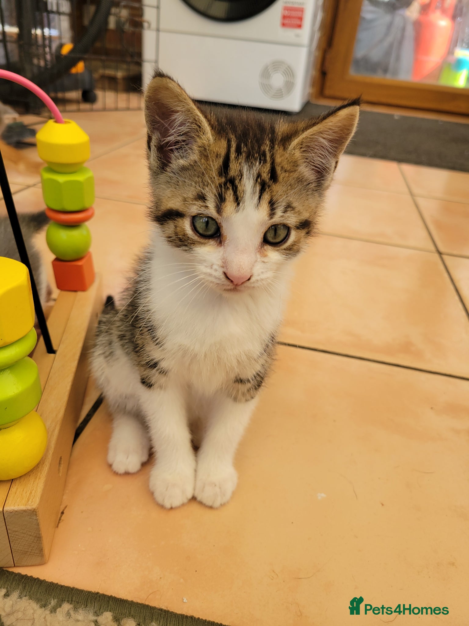 Mixed Breed cats Very cute kittens - Advert 9